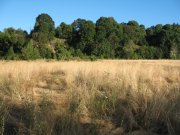 7.27.06 Oaks Bottom 028 